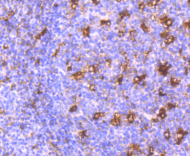 MMP9 Antibody