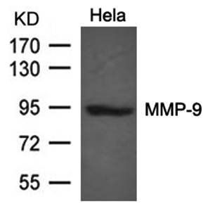 MMP-9 Antibody