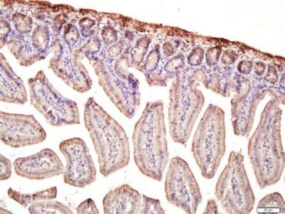 MMRN1 Rabbit Polyclonal Antibody