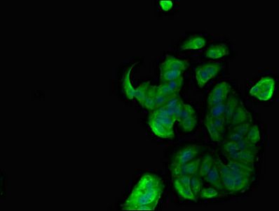 MNDA Antibody