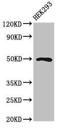 MNX1 Antibody