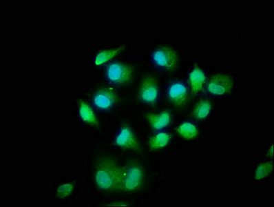 MOB kinase activator 1B antibody