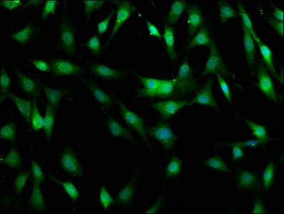 MOB1B Antibody