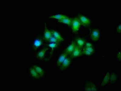 MOB1A Antibody