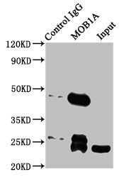 MOB1A antibody