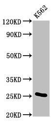 MOB1A antibody