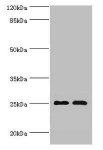 MOB1A antibody