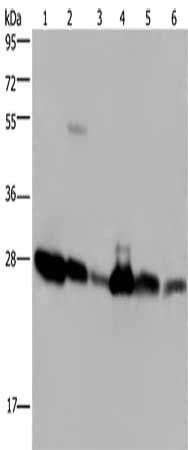 MOB1A antibody