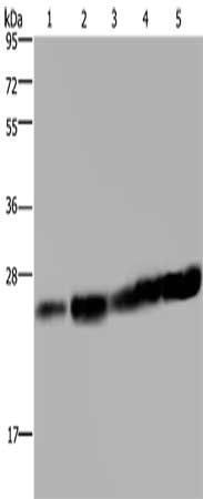 MOB1A antibody