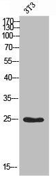 MOB3A antibody