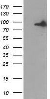 MOBKL1A Antibody
