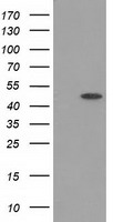 MOB4A Antibody