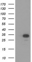 MOBKL2B Antibody