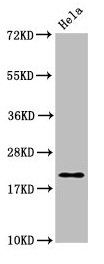 MOBP antibody