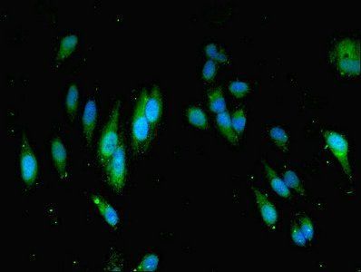 MOCS2 antibody