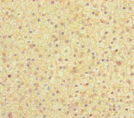MOCS2 Antibody