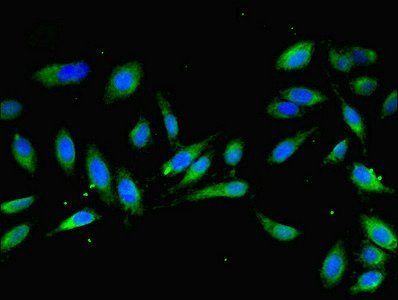 MOCS2 antibody