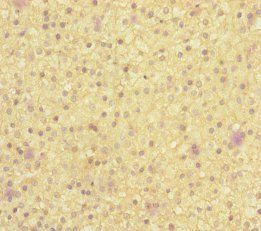 MOCS2 Antibody