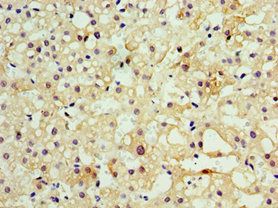MOG Antibody