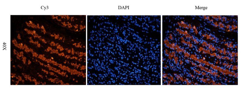 MOGAT1 antibody