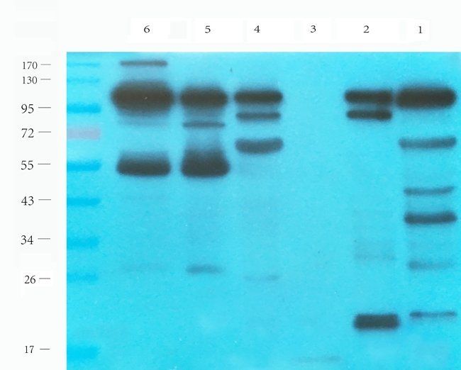 MOGAT1 antibody