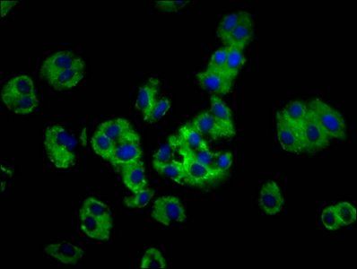 MOGAT1 antibody