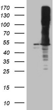 MKX Antibody