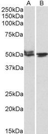 Goat anti-MON1A (aa478-489) Antibody