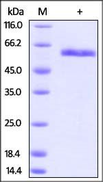 Rhesus macaque CD40 Protein, Fc Tag