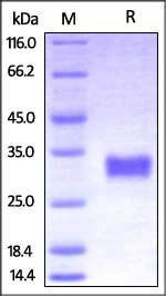 Cynomolgus CD40 Protein, His Tag