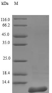 Monkey SAA protein (Active)