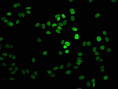 Mono-methyl-H1F0 (K101) antibody