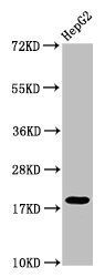 Mono-methyl-H1F0 (K101) antibody