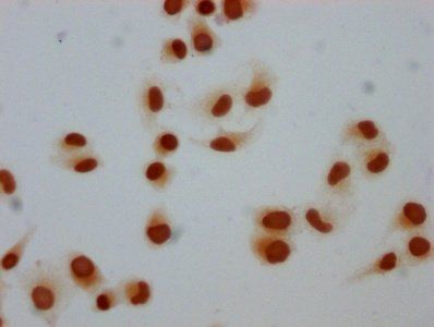 Mono-methyl-H1F0 (K81) Antibody
