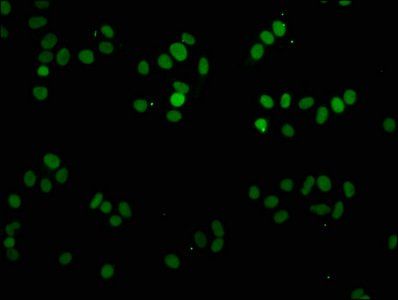 Mono-methyl-H1F0 (K81) antibody