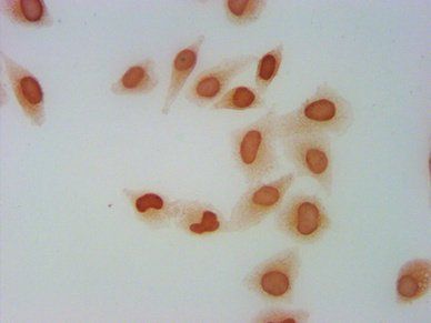 H2AFZ Antibody