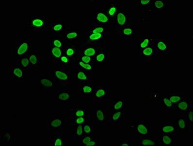 H2AFZ Antibody