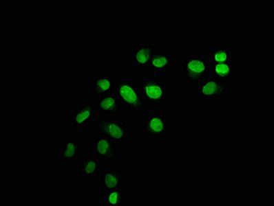 HIST1H1C Antibody