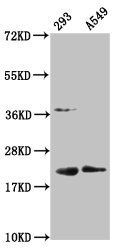 HIST1H1C Antibody