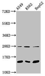 HIST1H2BC Antibody