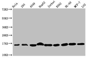 Mono-methyl-HIST1H3A (K36) antibody