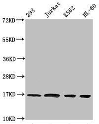 Mono-methyl-HIST1H3A (K36) antibody