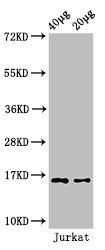 Mono-methyl-HIST1H3A (K4) antibody