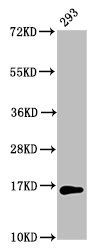 Mono-methyl-HIST1H3A (K64) Antibody