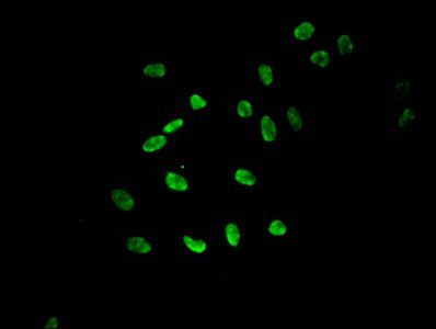 Mono-methyl-HIST1H3A (K9) Antibody