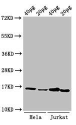 Mono-methyl-HIST1H3A (K9) antibody