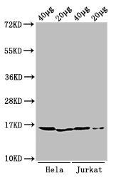 Mono-methyl-HIST1H3A (K9) Antibody