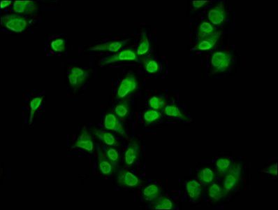 HIST1H4A Antibody