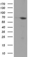 Monoacylglycerol Lipase Antibody