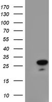 MGLL Antibody